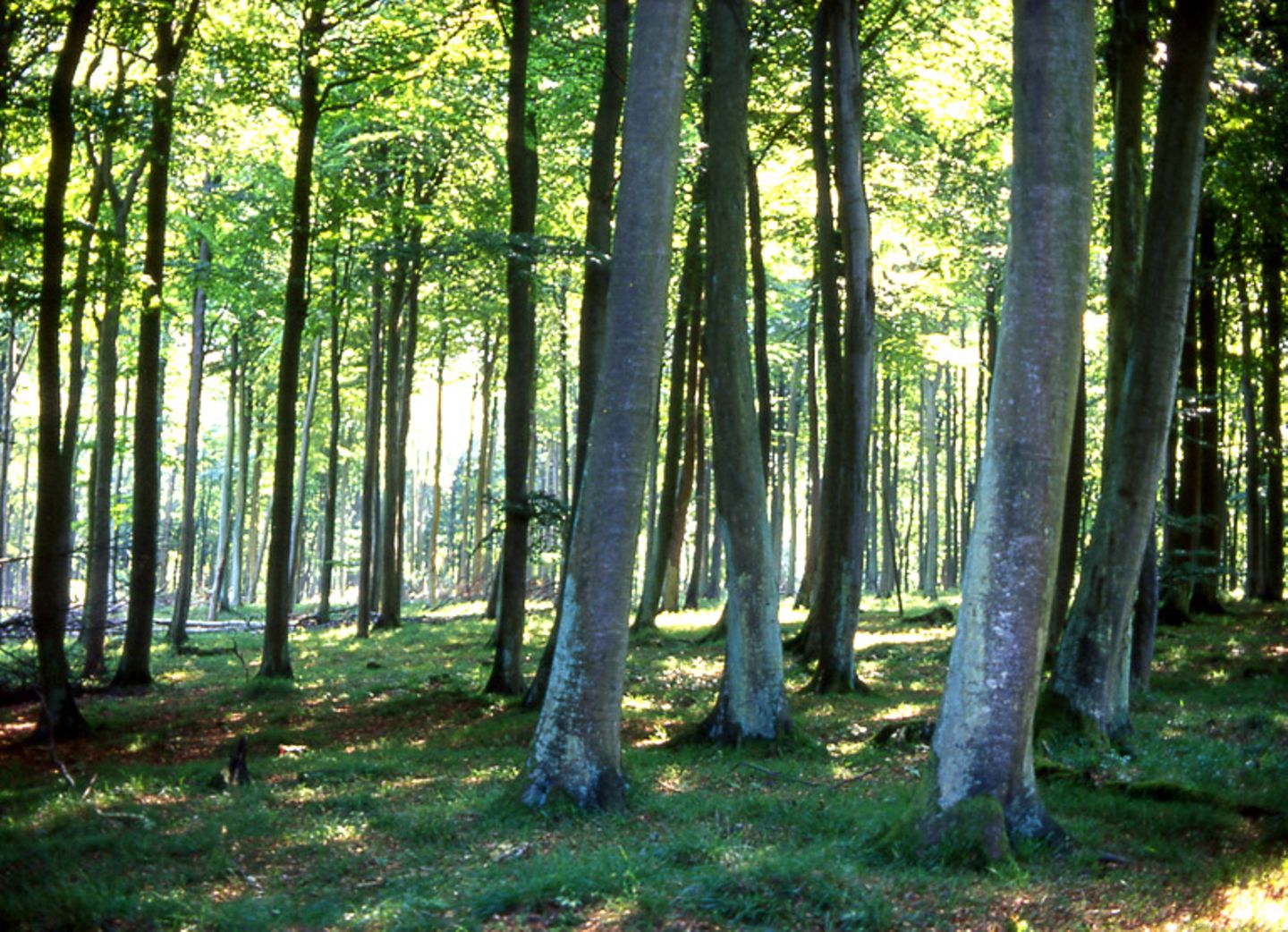 Wälder bieten artenreiche Lebensräume: Mit dem Kauf von nachhaltig erwirtschaftetem Holz werden sie geschützt.