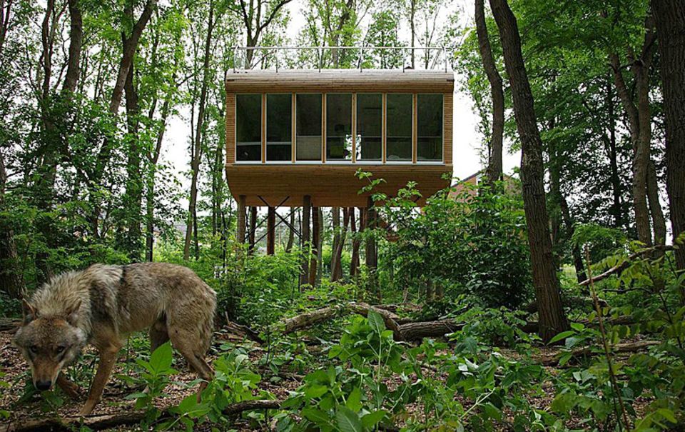 Im Baumhaus schlafen und dabei Wölfe beobachten Im Baumhaus schlafen und dabei Wölfe beobachten
