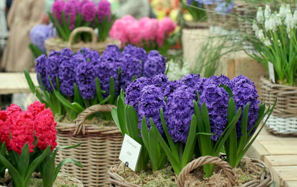 Gartenmesse "Chelsea Flower Show" in London Gartenmesse "Chelsea Flower Show" in London