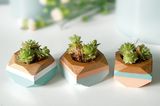 Kleine Holzgefäße für Sukkulenten
