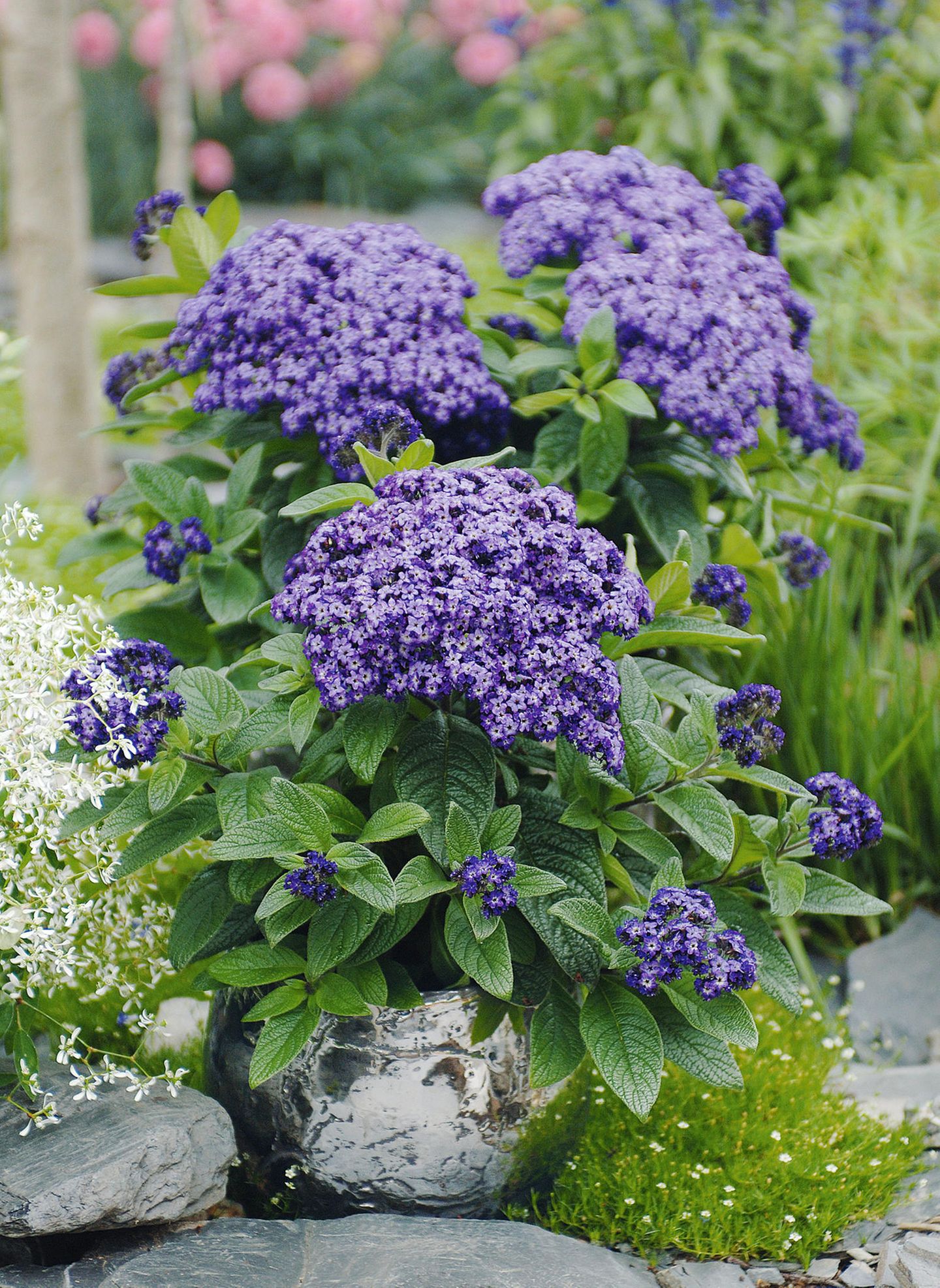 Vanilleblume (Heliotropium arborescens) - [SCHNER WOHNEN]