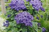 Lila Blüten der Vanilleblume (Heliotrop)