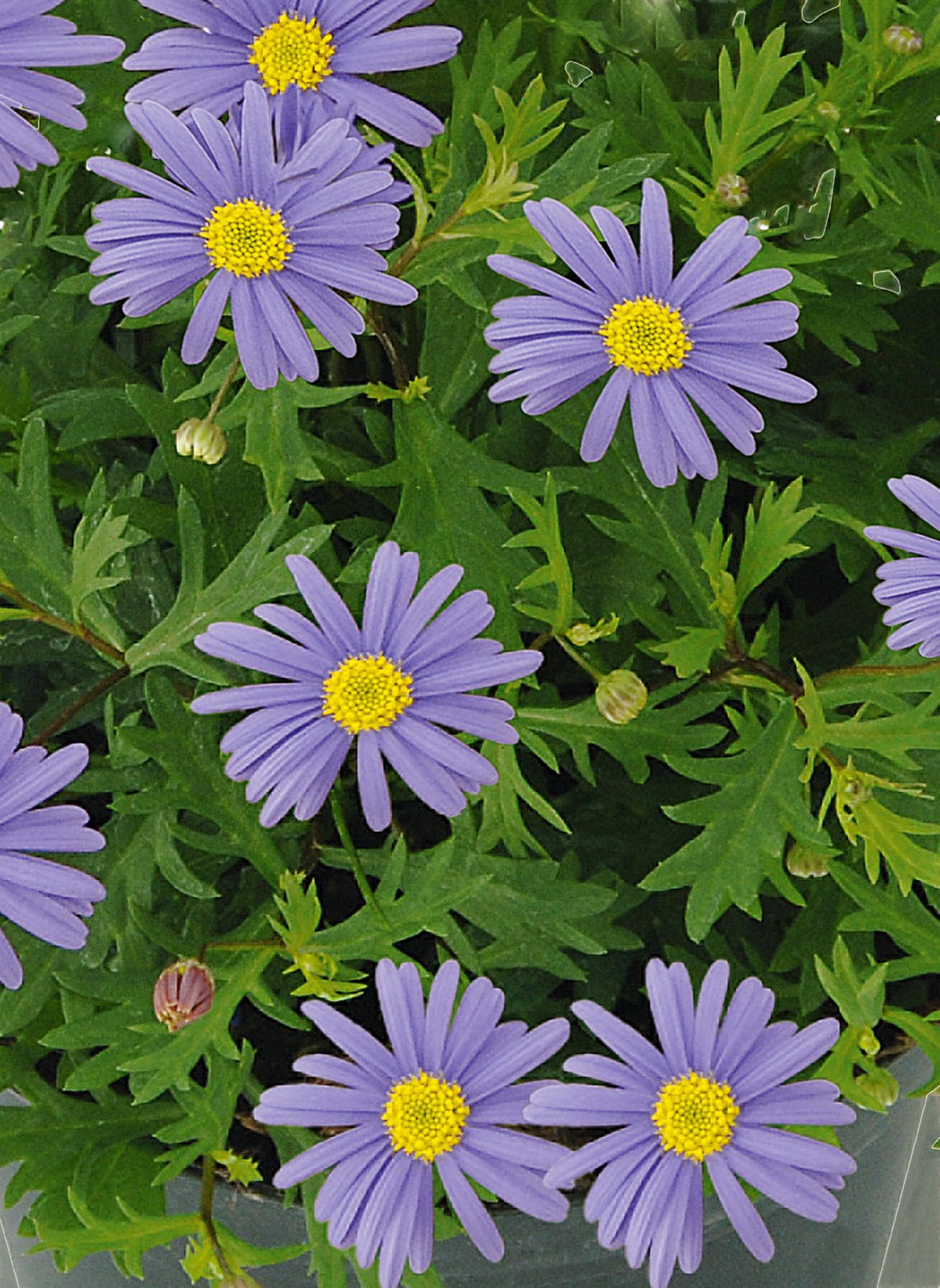 Blaues Gnseblmchen (Brachyscome multifida) - [SCHNER WOHNEN]