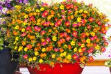 Blühende Portulakaröschen