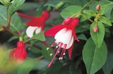 Rot-Weiße Blüten der Fuchsie 'Helena'