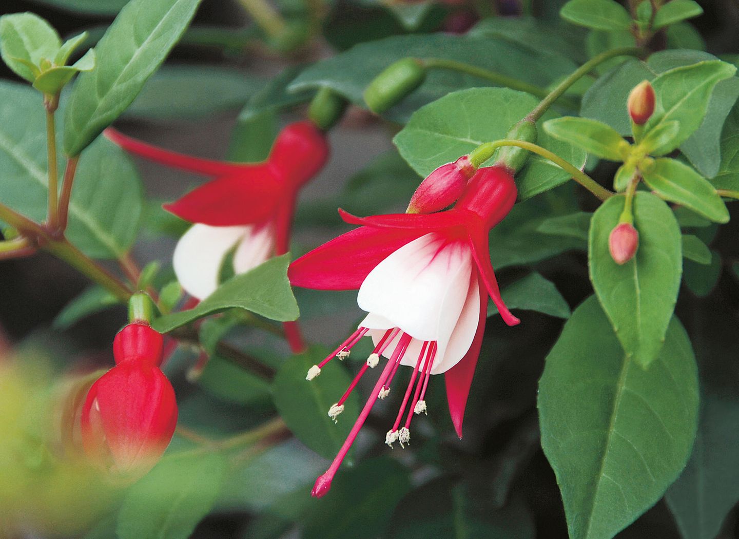 Fuchsie (Fuchsia) - [SCHNER WOHNEN]