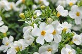 Blüten der Sutera