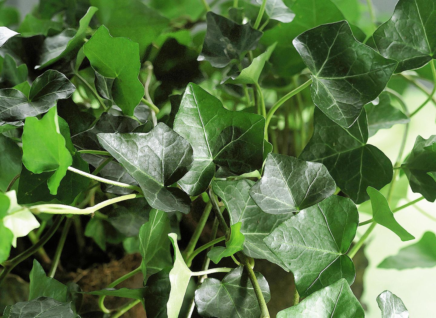 Efeu (Hedera helix) - [SCHNER WOHNEN]