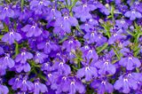 Blaue Lobelienblüten