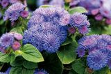 Blüten von Leberbalsam