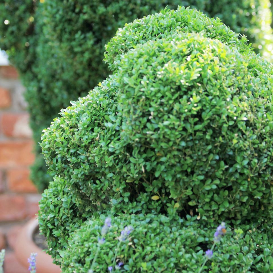 Garten gestalten mit wenig Geld Die besten Ideen & Tipps [SCHÖNER