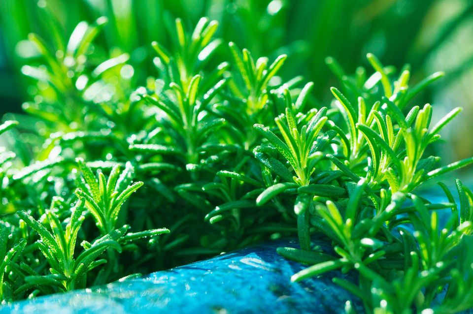 Gewürzpflanzen eine Übersicht [SCHÖNER WOHNEN]