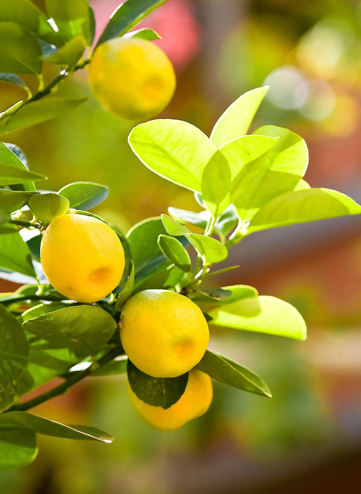 Früchte am Zitronenbäumchen