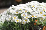 Blühende Margeriten im Kübel