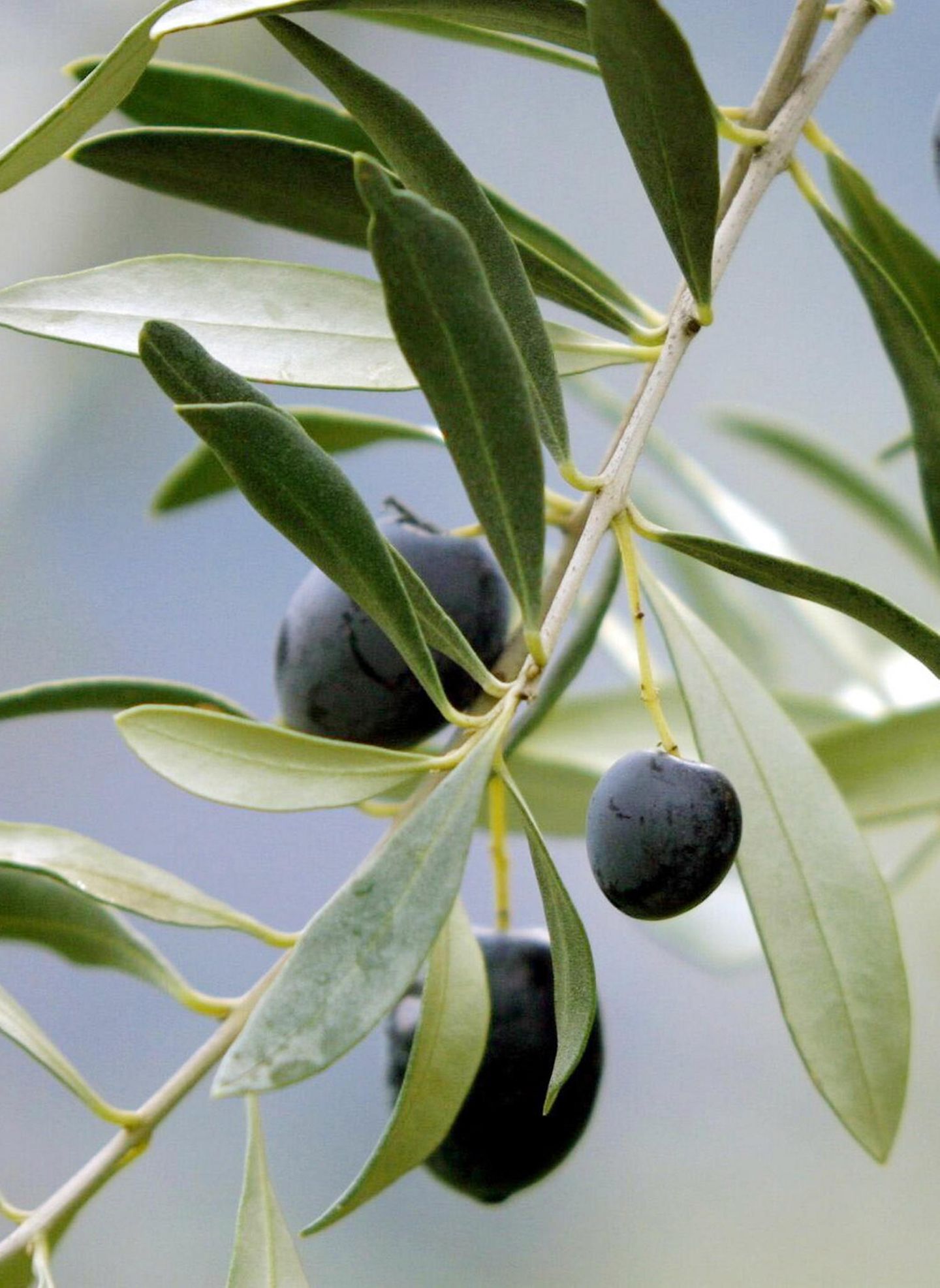 Olivenbaum (Olea europaea) - Bild 8 - [SCHNER WOHNEN]
