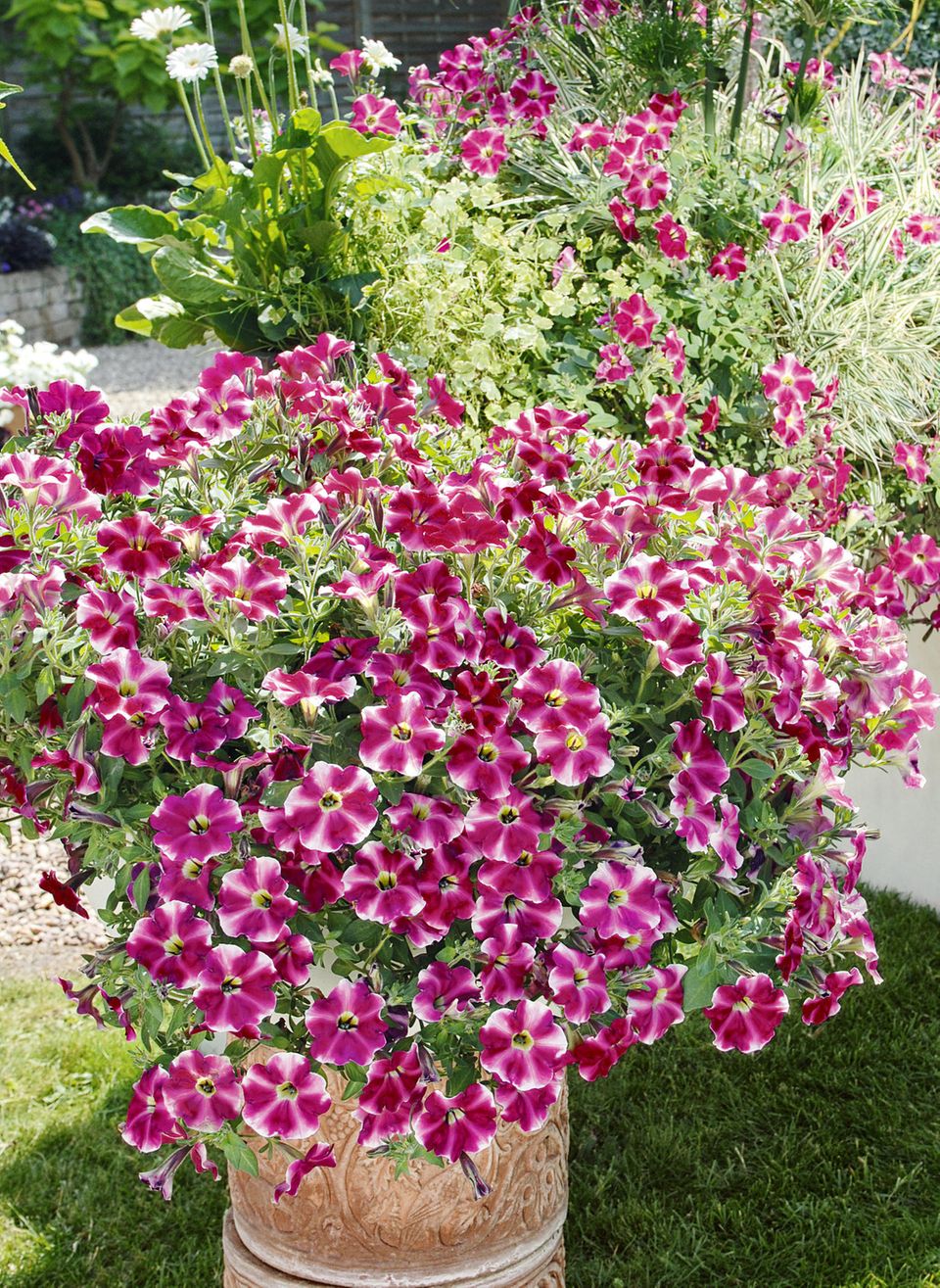 Petunien (Petunia) Bild 10 [SCHÖNER WOHNEN]