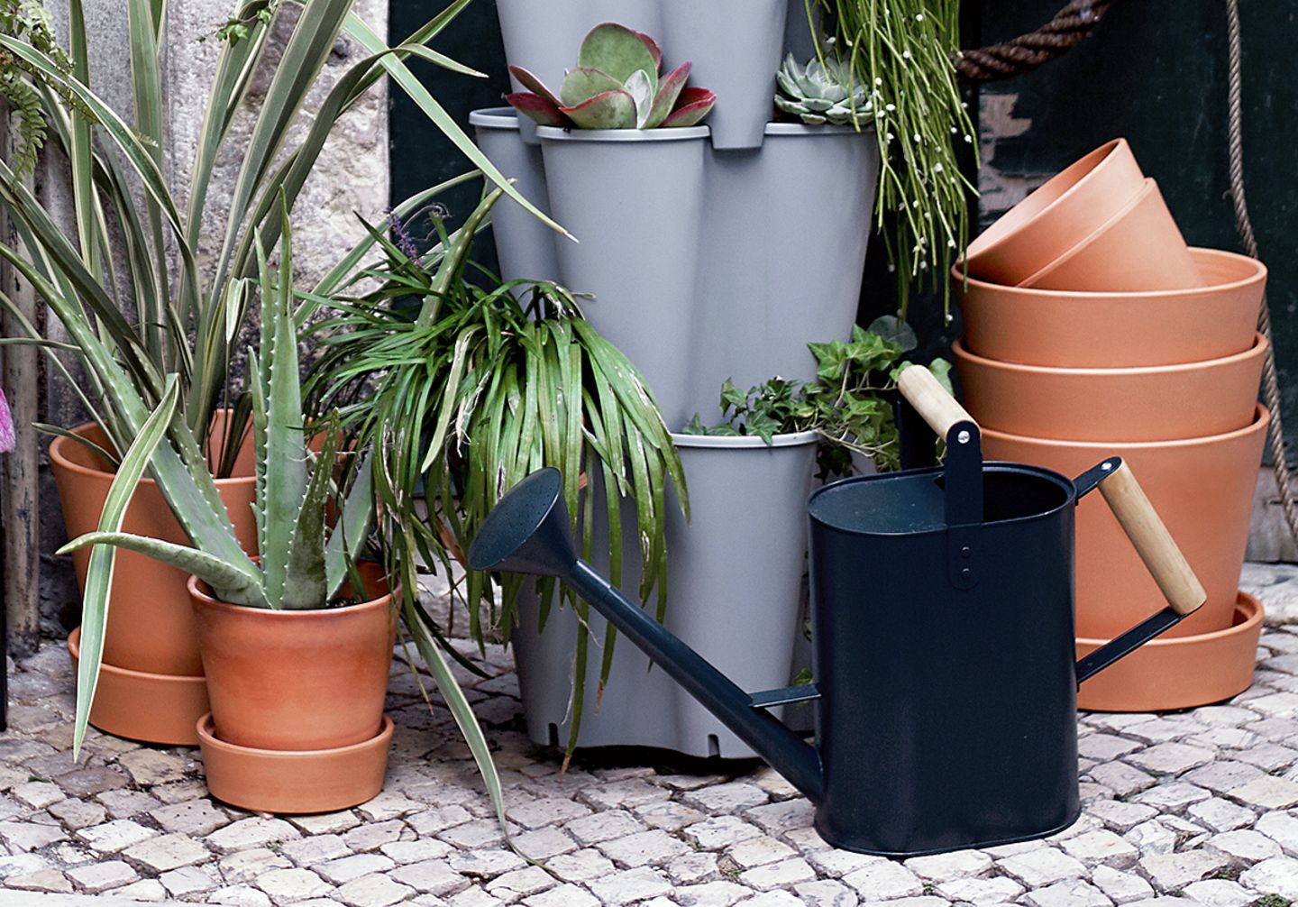 aloe elata Aloe Aristata – Grow by Gifting