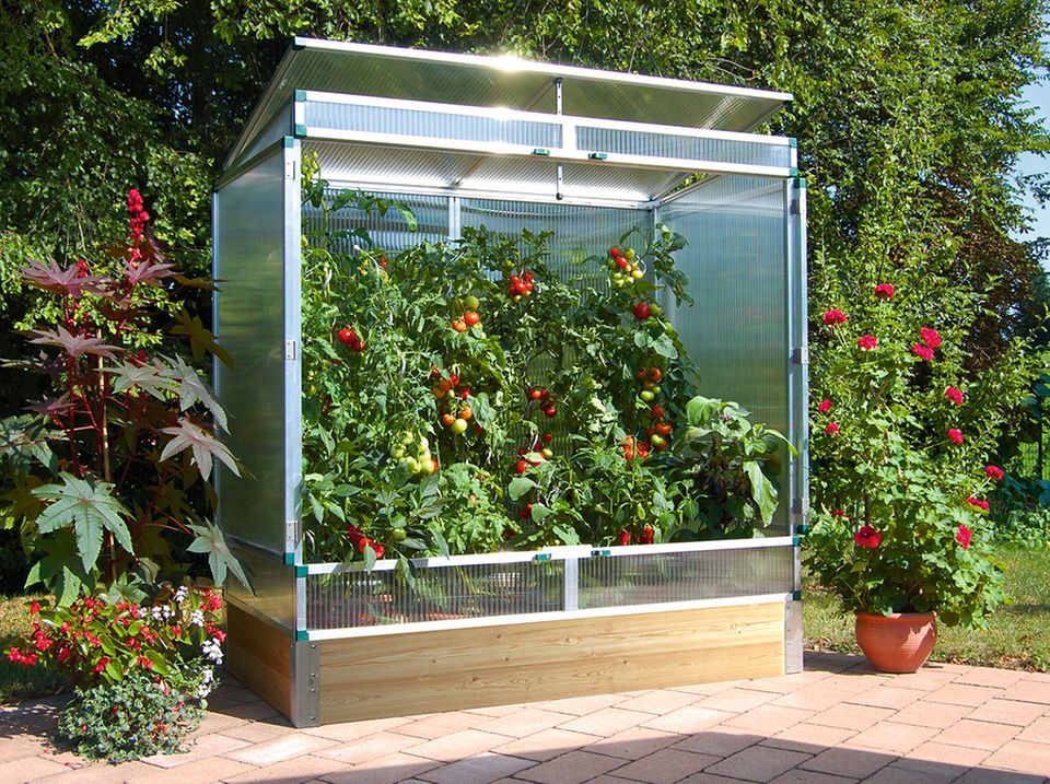 Tomaten pflanzen, pflegen, schneiden - [SCHNER WOHNEN]