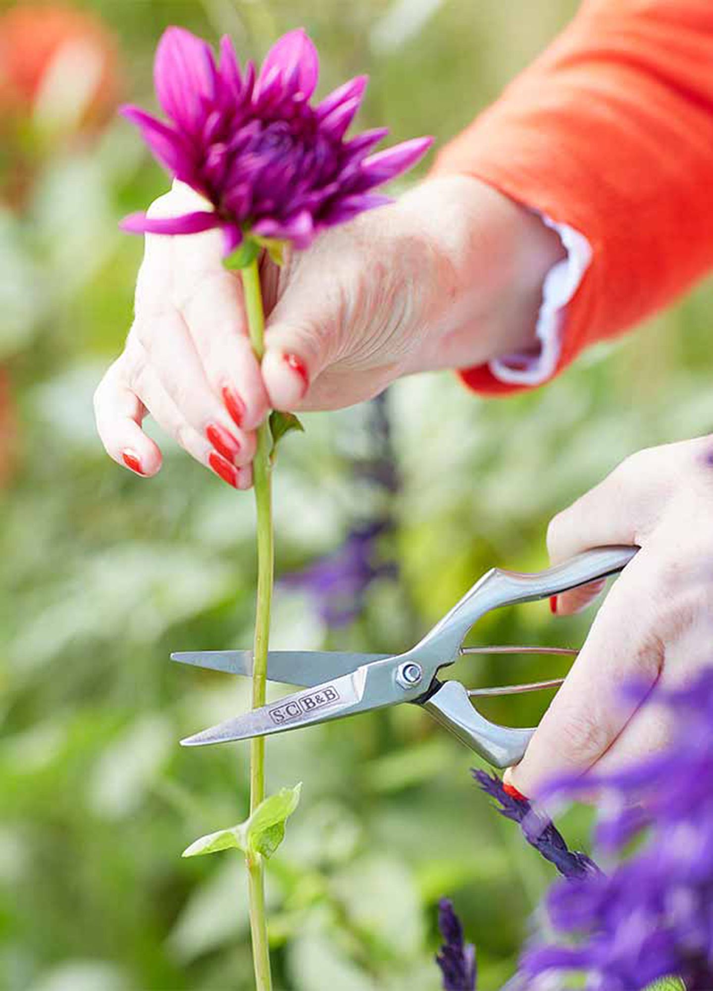 Gartengeräte und was sie können - die Präzisions-Gartenschere