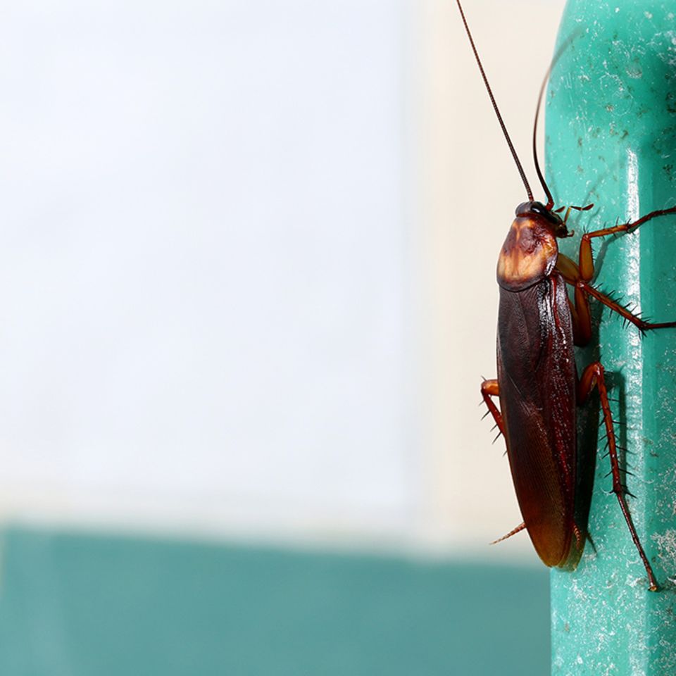 Maulwurf So vertreiben Sie die Tiere aus dem Garten [SCHÖNER WOHNEN]