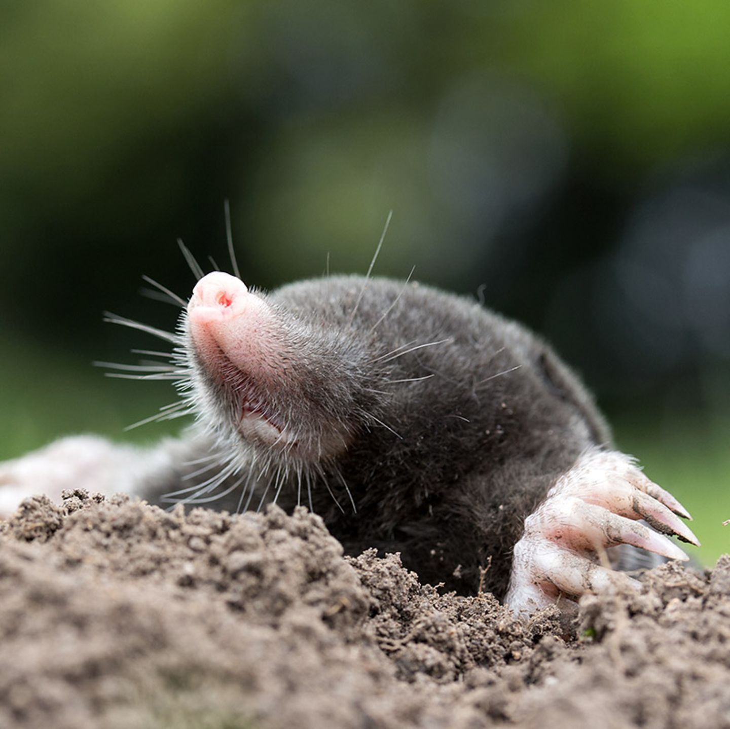 Whlmuse: So vertreiben Sie die Nager aus dem Garten - [SCHNER WOHNEN]