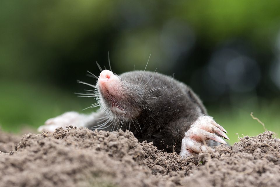 Maulwurf So vertreiben Sie die Tiere aus dem Garten [SCHÖNER WOHNEN]