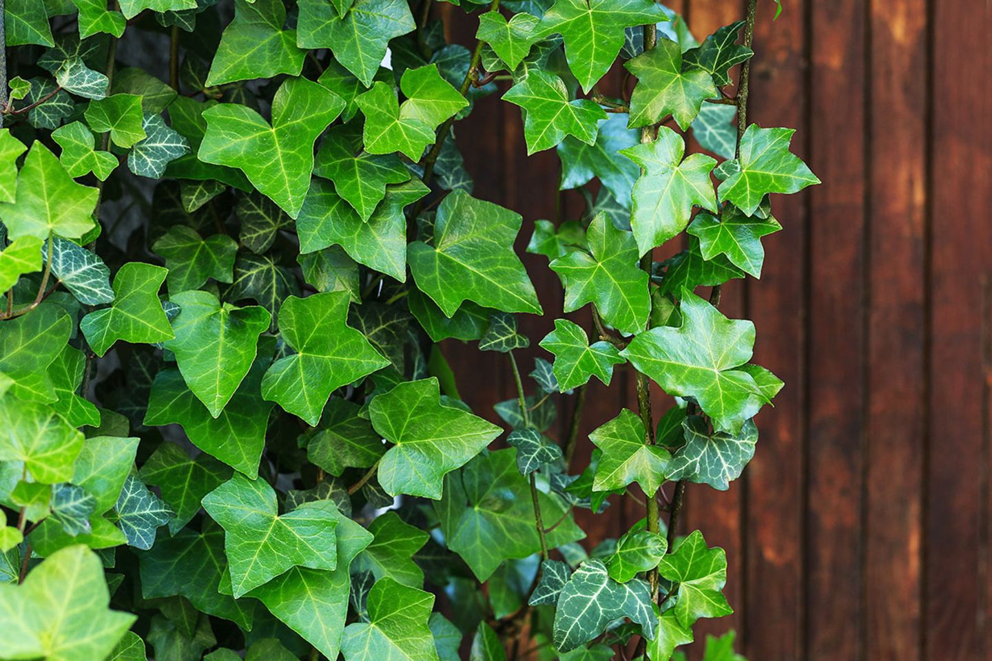 Efeu (Hedera helix) - [SCHNER WOHNEN]