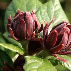 Calla: pflanzen, pflegen, vermehren - [SCHNER WOHNEN]