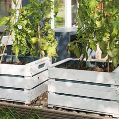 40+ Wohnen Im Schrebergarten, Wir zeigen ihnen, wie sie mit vier