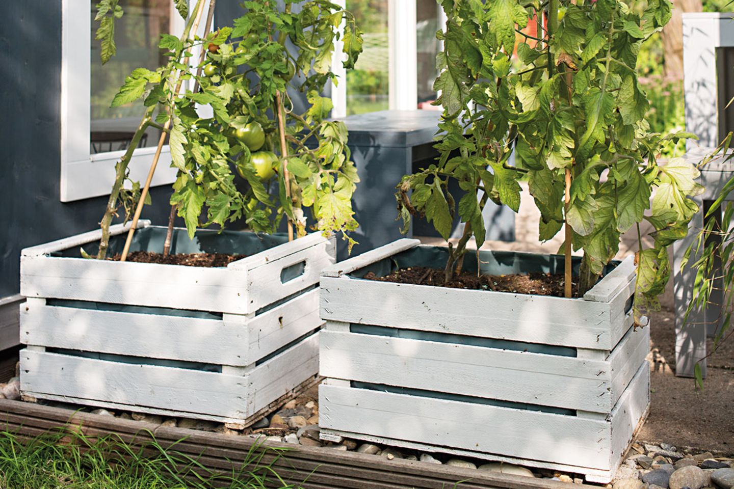 Tomaten aus der Kiste - Bild 10