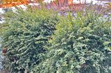 Buchsbaum-Alternative Kriechspindelstrauch Euonymus fortunei 'Minimus'