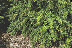Buchsbaum-Alternative Berberis gagnepainii 'Klugowski'