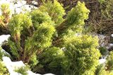 Buchsbaum-Alternative Lebensbaum (Thuja occidentalis 'Teddy')