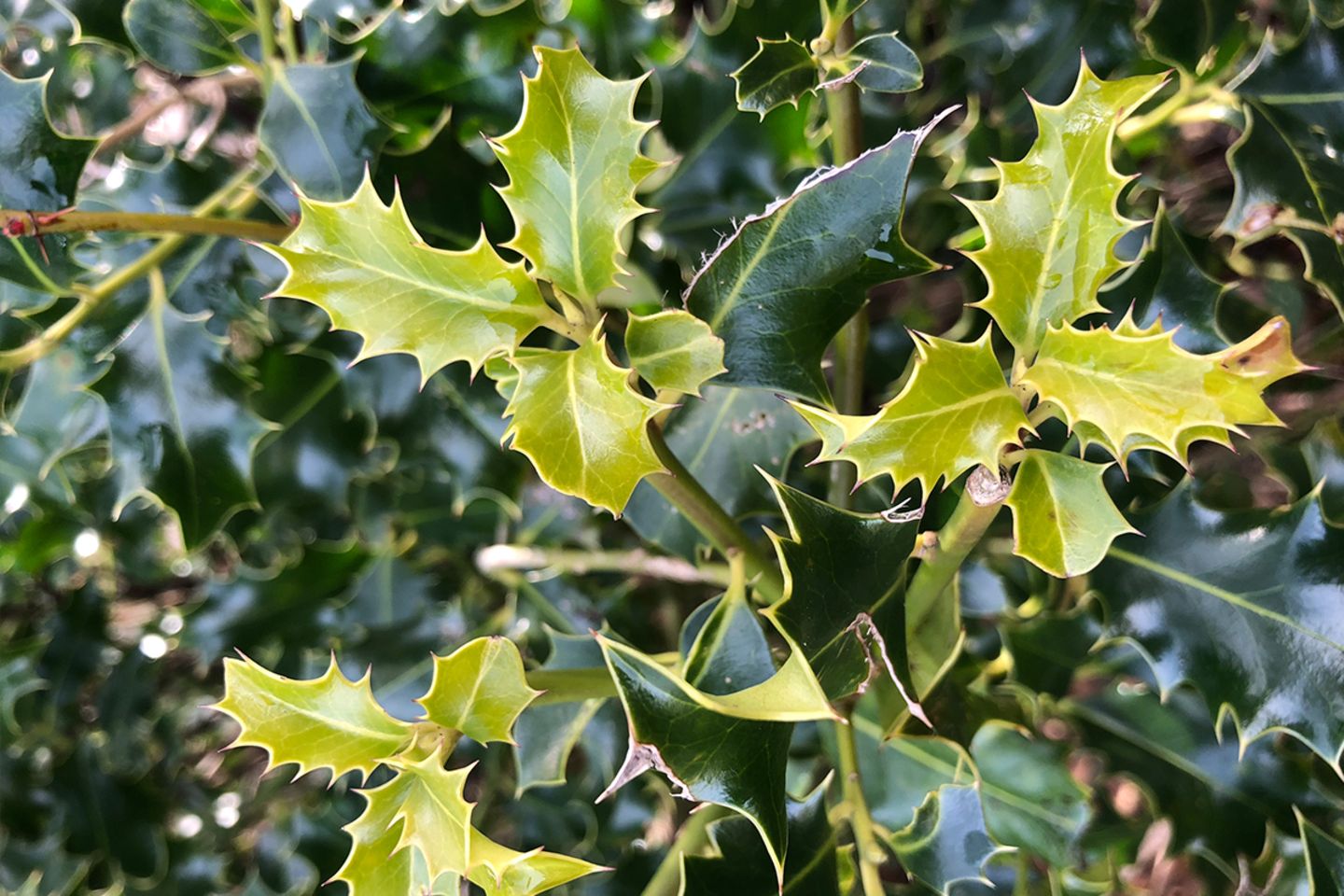 Buchsbaum-Alternative Ilex aquifolium