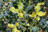 Buchsbaum-Alternative Ilex aquifolium