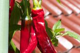 Chili auf dem Balkon