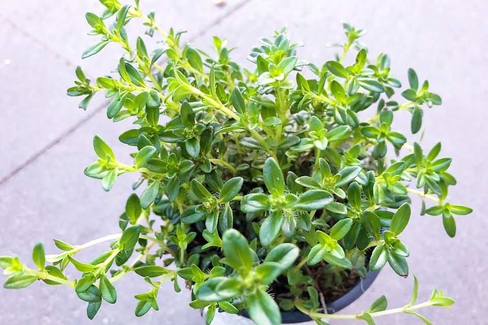 Bohnenkraut – mag nährstoffreiche Erde - Bild 18 - [SCHÖNER WOHNEN]