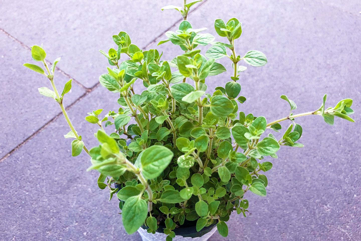 bio blumen saatgut 100g BIO-Blumenwiese
