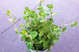 Oregano als Topfpflanze