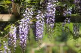 Blühender Blauregen als Kletterpflanze an Pergola