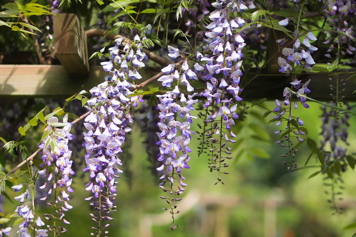 wisteria blauregen Japanischer Blauregen – Wisteria floribunda ‘Ato Koku Riu’ (Hochstamm) main image 0
