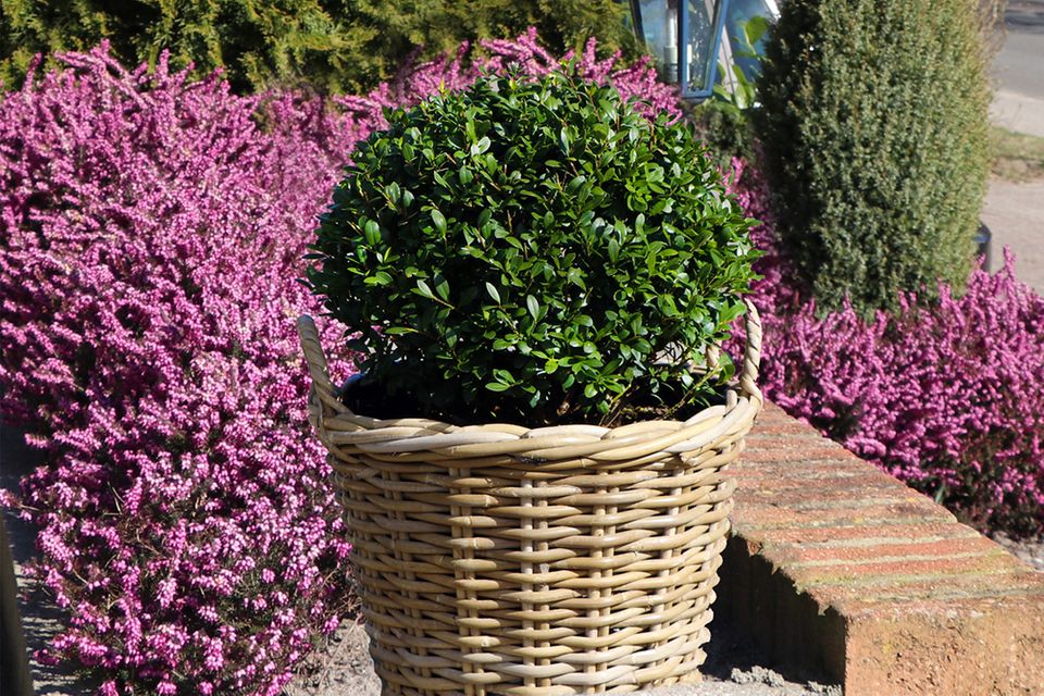Stechpalme: Ilex pflanzen, schneiden, Sorten - [SCHNER WOHNEN]