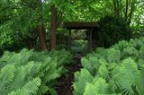 Üppiger Straußenfarn im japanischen Schaugarten