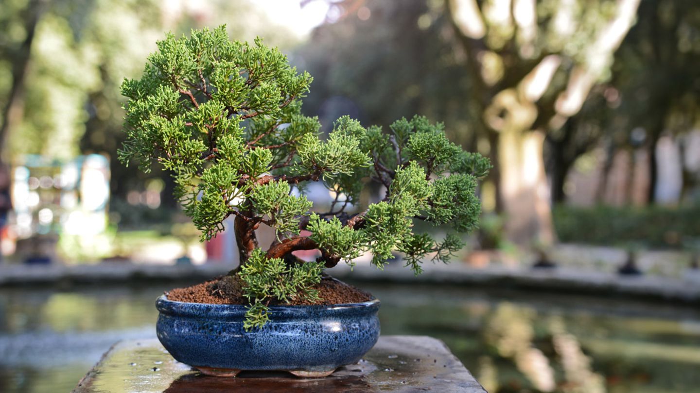 Bonsaischale von Bonsai Zentrum Bild 7 [SCHÖNER WOHNEN]