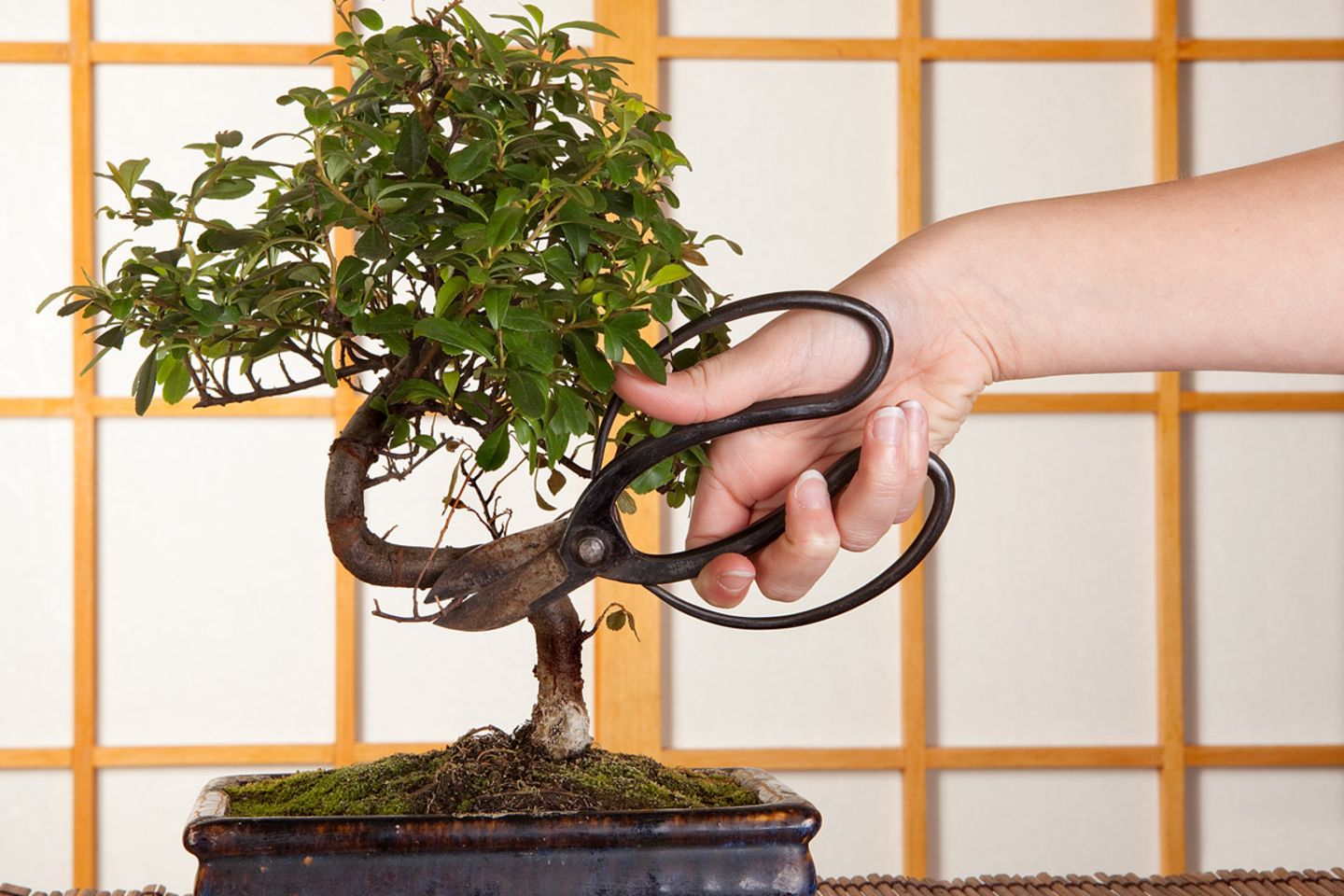 dracena marginata temperature Dragon Tree Care - How to Grow a Dracaena marginata main image 0