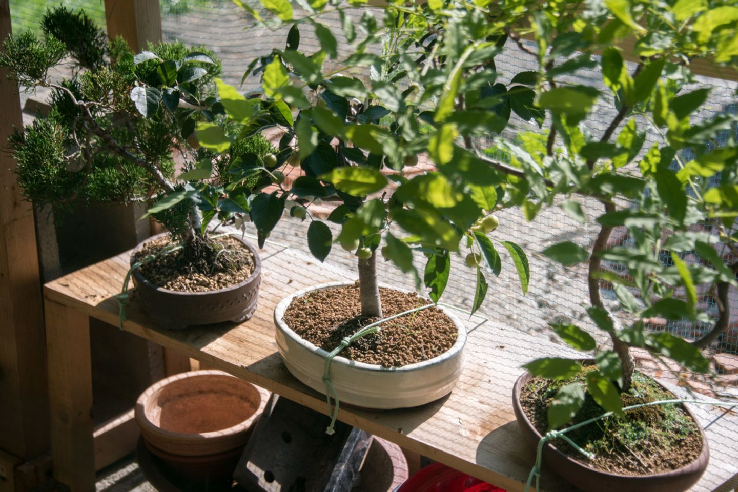 Bonsai düngen - Bild 3 - [SCHÖNER WOHNEN]