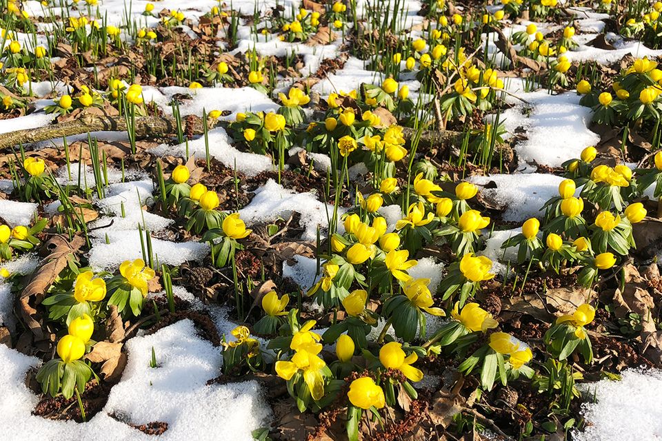 Gelbe Frühlingsblumen Winterling (Eranthis hyemalis) [SCHÖNER WOHNEN]