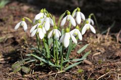 Schneeglöckchen (Galanthus)
