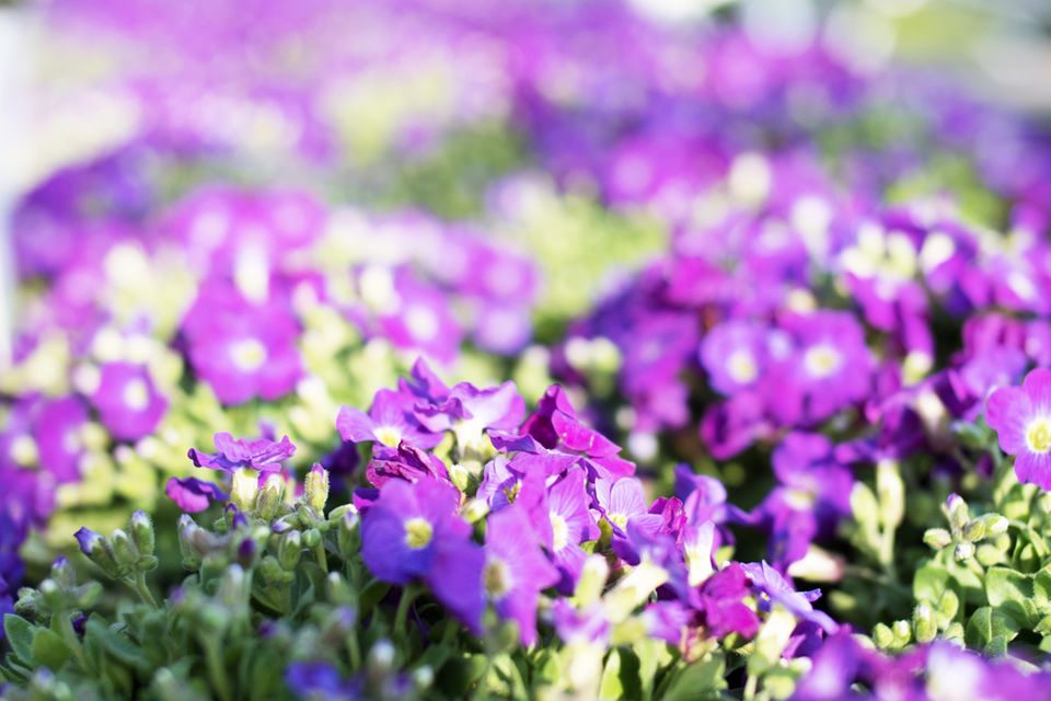 Blaukissen (Aubrieta) [SCHÖNER WOHNEN]