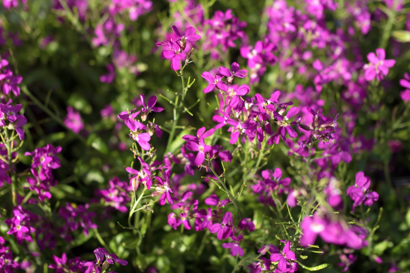 Gänsekresse (Arabis caucasia) [SCHÖNER WOHNEN]